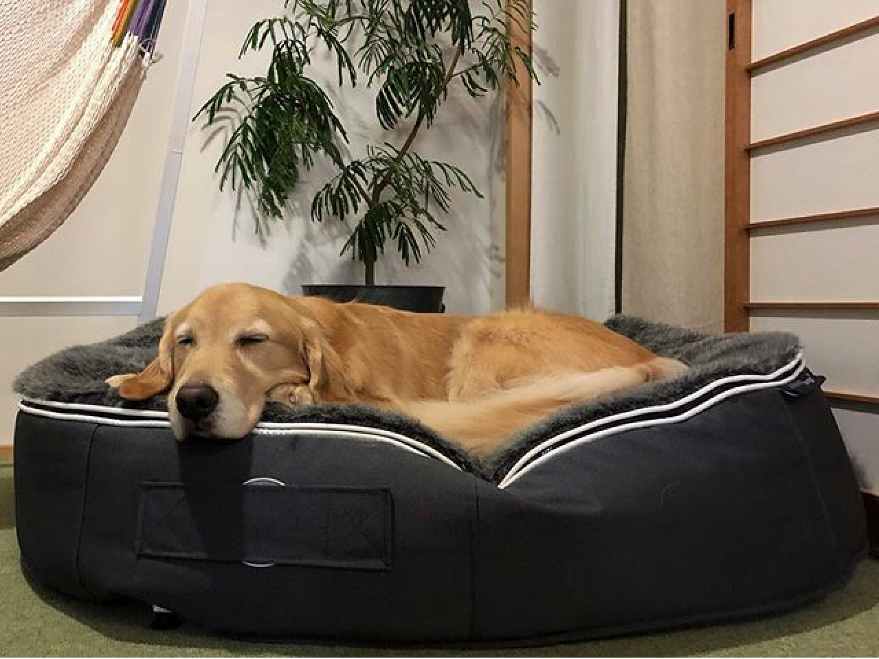 Large Dog Beds Large Luxury Waterproof Beds Ambient Lounge® New Zealand